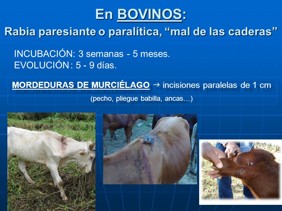 En BOVINOS: Rabia paresiante o paralítica, mal de las caderas