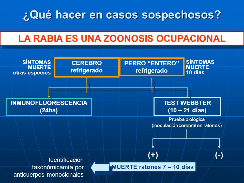 ¿Qué hacer en casos sospechosos LA RABIA ES UNA ZOONOSIS OCUPACIONAL