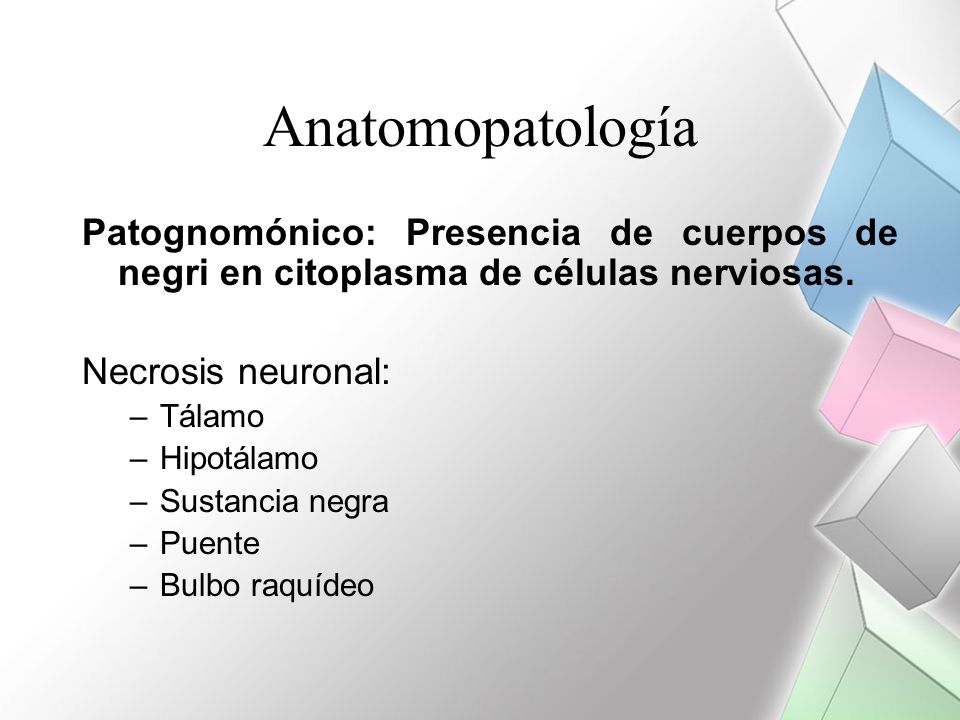 Anatomopatología Patognomónico: Presencia de cuerpos de negri en citoplasma de células nerviosas. Necrosis neuronal: