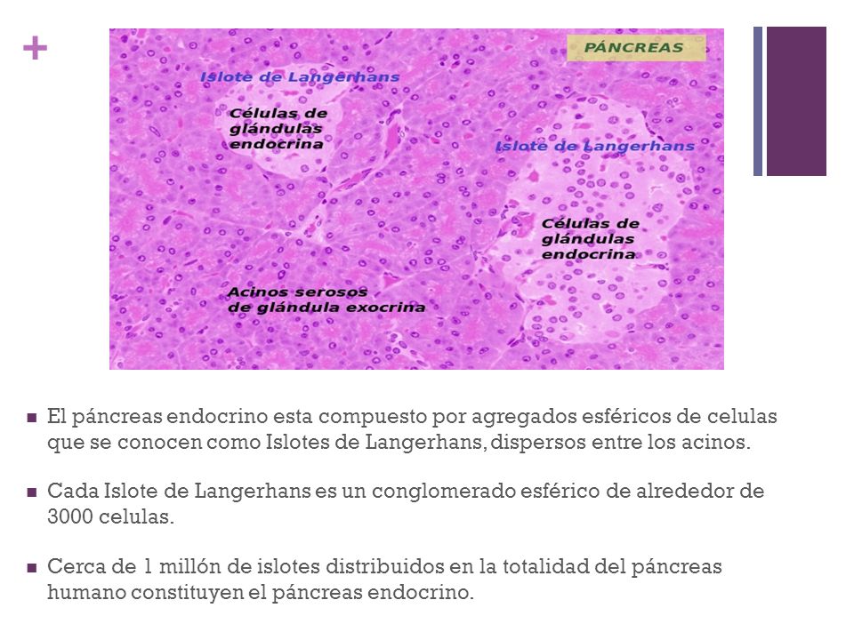 El páncreas endocrino esta compuesto por agregados esféricos de celulas que se conocen como Islotes de Langerhans, dispersos entre los acinos.