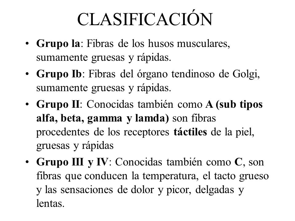 CLASIFICACIÓN Grupo la: Fibras de los husos musculares, sumamente gruesas y rápidas.
