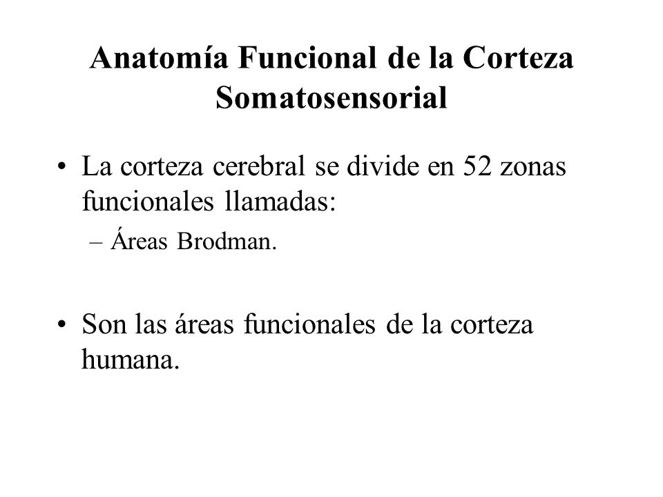 Anatomía Funcional de la Corteza Somatosensorial