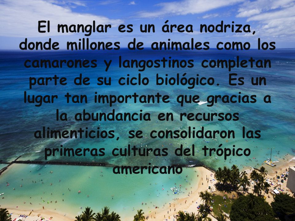 El manglar es un área nodriza, donde millones de animales como los camarones y langostinos completan parte de su ciclo biológico.