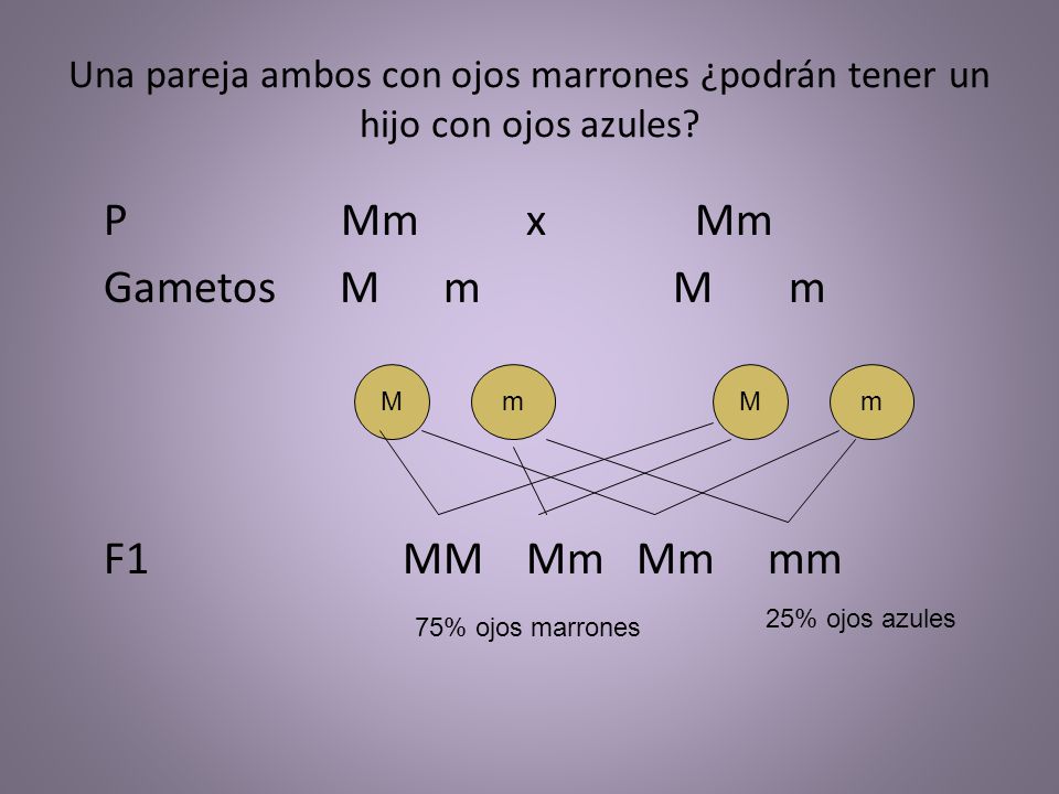 P Mm x Mm Gametos M m M m F1 MM Mm Mm mm