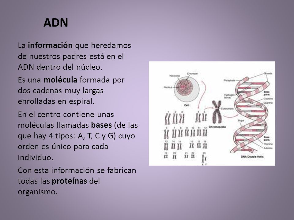 ADN La información que heredamos de nuestros padres está en el ADN dentro del núcleo.