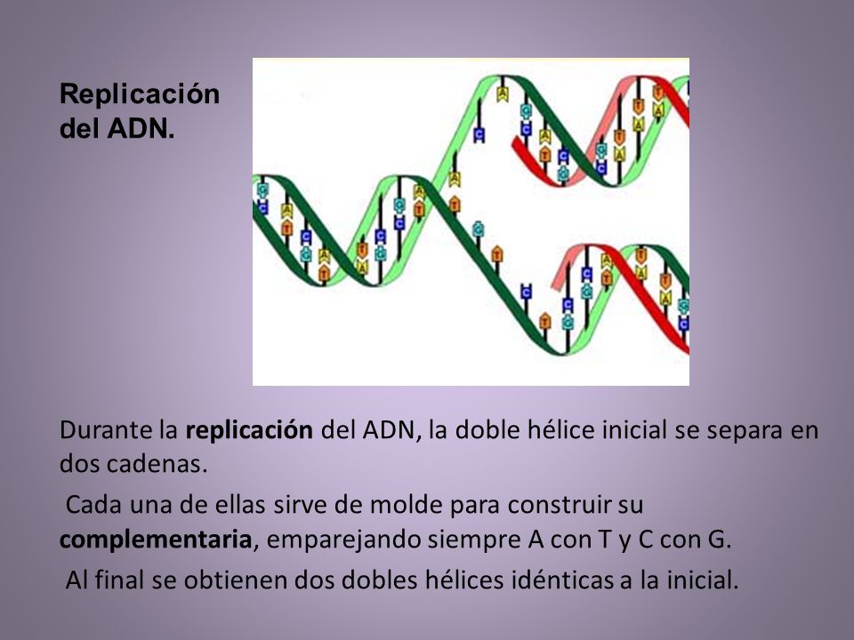 Replicación del ADN. Durante la replicación del ADN, la doble hélice inicial se separa en dos cadenas.