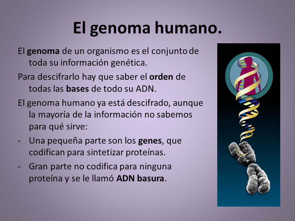 El genoma humano. El genoma de un organismo es el conjunto de toda su información genética.