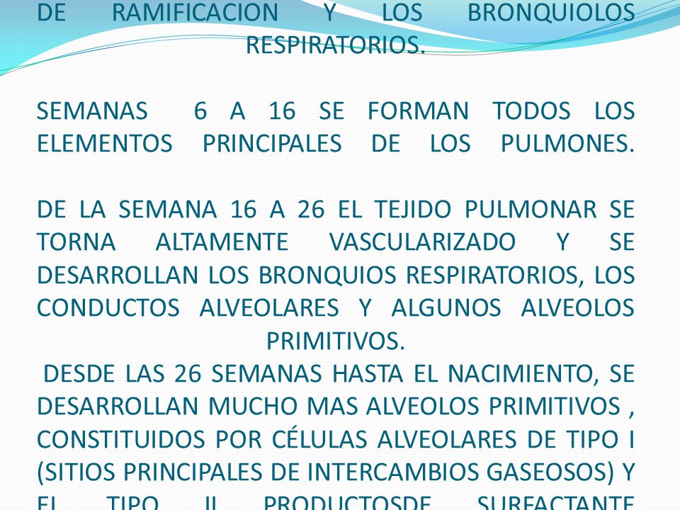 A LAS 24 SEMANAS SE HAN FORMADO 17 ORDENES DE RAMIFICACION Y LOS BRONQUIOLOS RESPIRATORIOS.