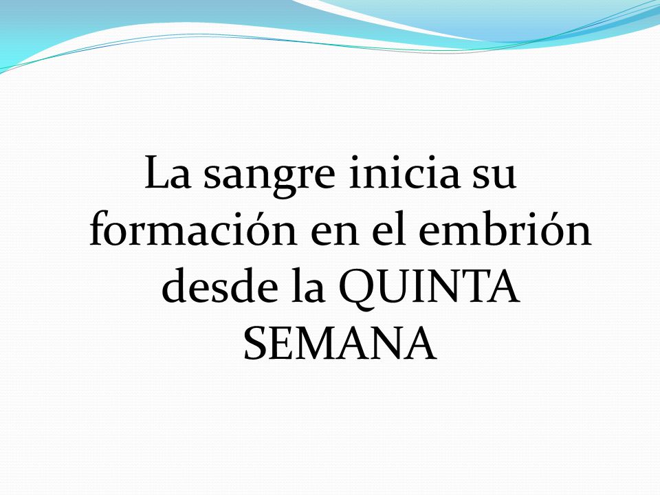 La sangre inicia su formación en el embrión desde la QUINTA SEMANA