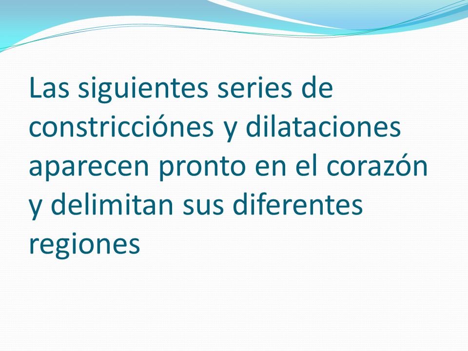 Las siguientes series de constricciónes y dilataciones aparecen pronto en el corazón y delimitan sus diferentes regiones