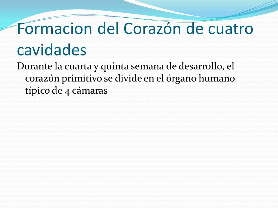 Formacion del Corazón de cuatro cavidades