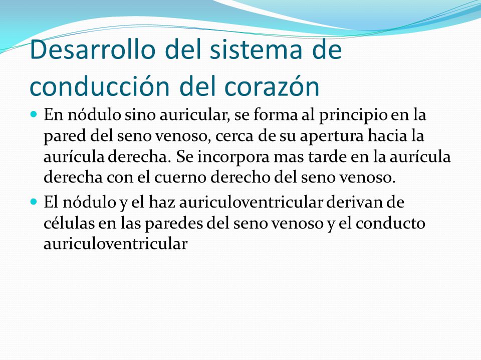 Desarrollo del sistema de conducción del corazón