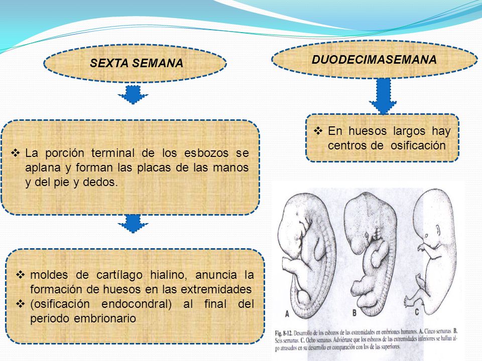 DUODECIMASEMANA SEXTA SEMANA. En huesos largos hay centros de osificación.