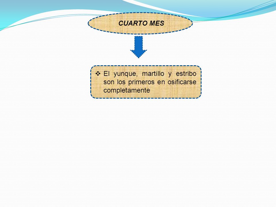 CUARTO MES El yunque, martillo y estribo son los primeros en osificarse completamente