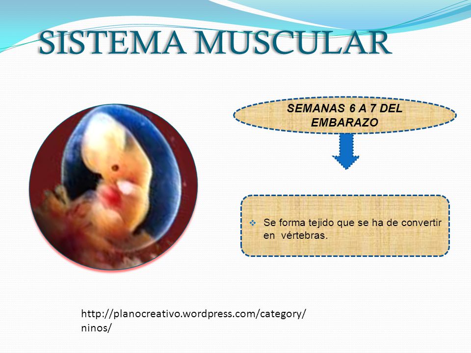 Se forma tejido que se ha de convertir en vértebras.