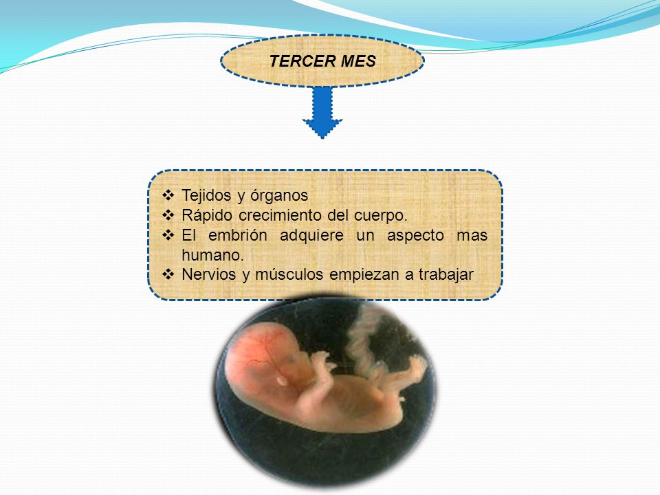 TERCER MES Tejidos y órganos. Rápido crecimiento del cuerpo. El embrión adquiere un aspecto mas humano.