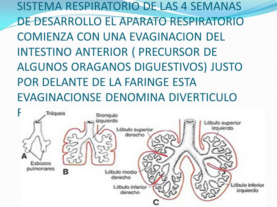 SISTEMA RESPIRATORIO DE LAS 4 SEMANAS DE DESARROLLO EL APARATO RESPIRATORIO COMIENZA CON UNA EVAGINACION DEL INTESTINO ANTERIOR ( PRECURSOR DE ALGUNOS ORAGANOS DIGUESTIVOS) JUSTO POR DELANTE DE LA FARINGE ESTA EVAGINACIONSE DENOMINA DIVERTICULO RESPIRATORIO.