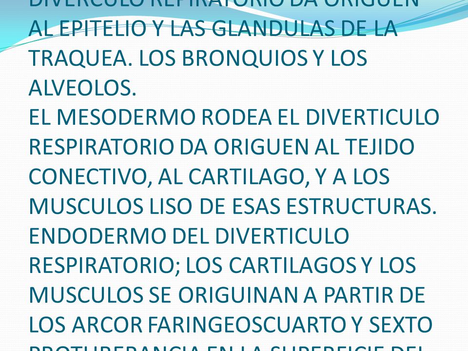EL ENDODERMO QUE TAPIZA EL DIVERCULO REPIRATORIO DA ORIGUEN AL EPITELIO Y LAS GLANDULAS DE LA TRAQUEA.