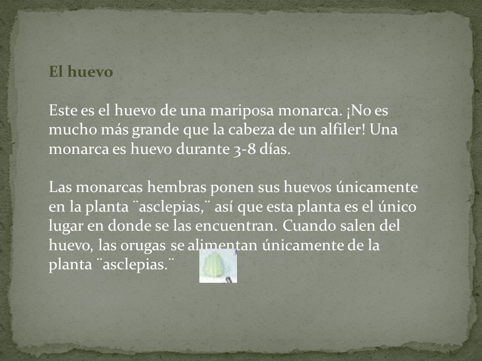 El huevo Este es el huevo de una mariposa monarca. ¡No es mucho más grande que la cabeza de un alfiler! Una monarca es huevo durante 3-8 días.