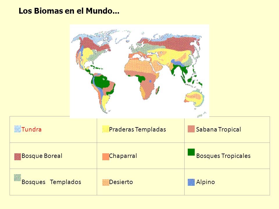 Los Biomas en el Mundo... Tundra Praderas Templadas Sabana Tropical