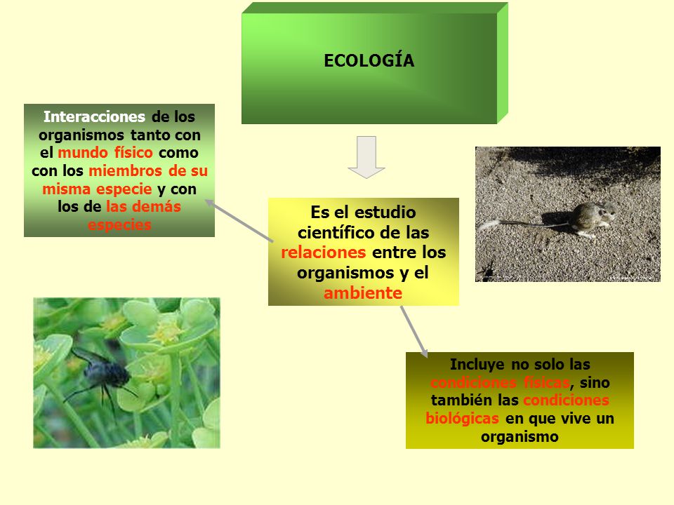 ECOLOGÍA Interacciones de los organismos tanto con el mundo físico como con los miembros de su misma especie y con los de las demás especies.