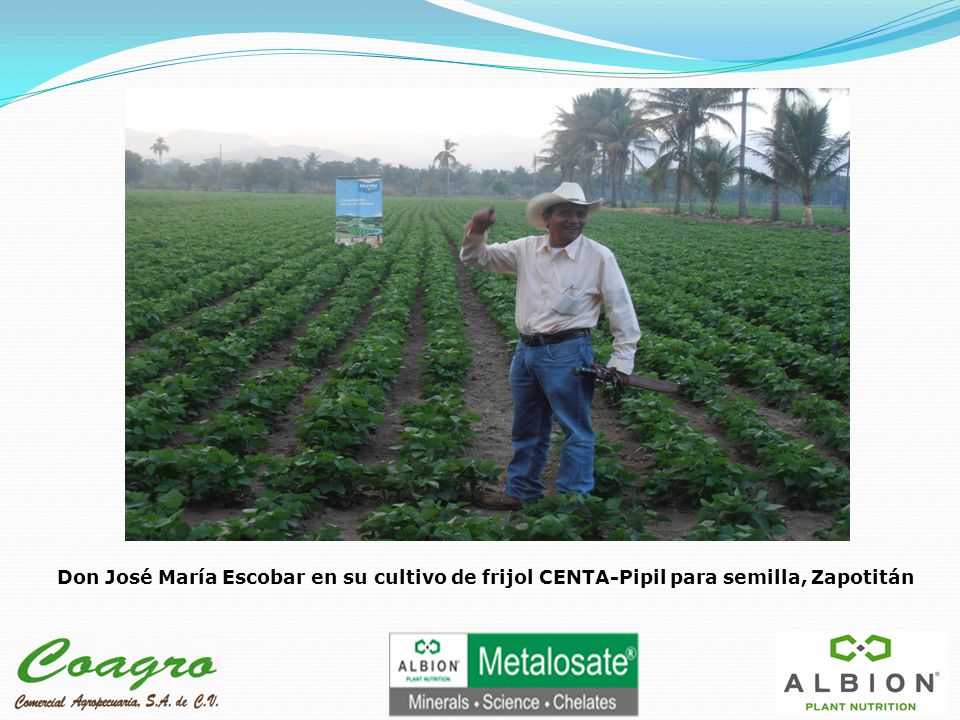 Don José María Escobar en su cultivo de frijol CENTA-Pipil para semilla, Zapotitán