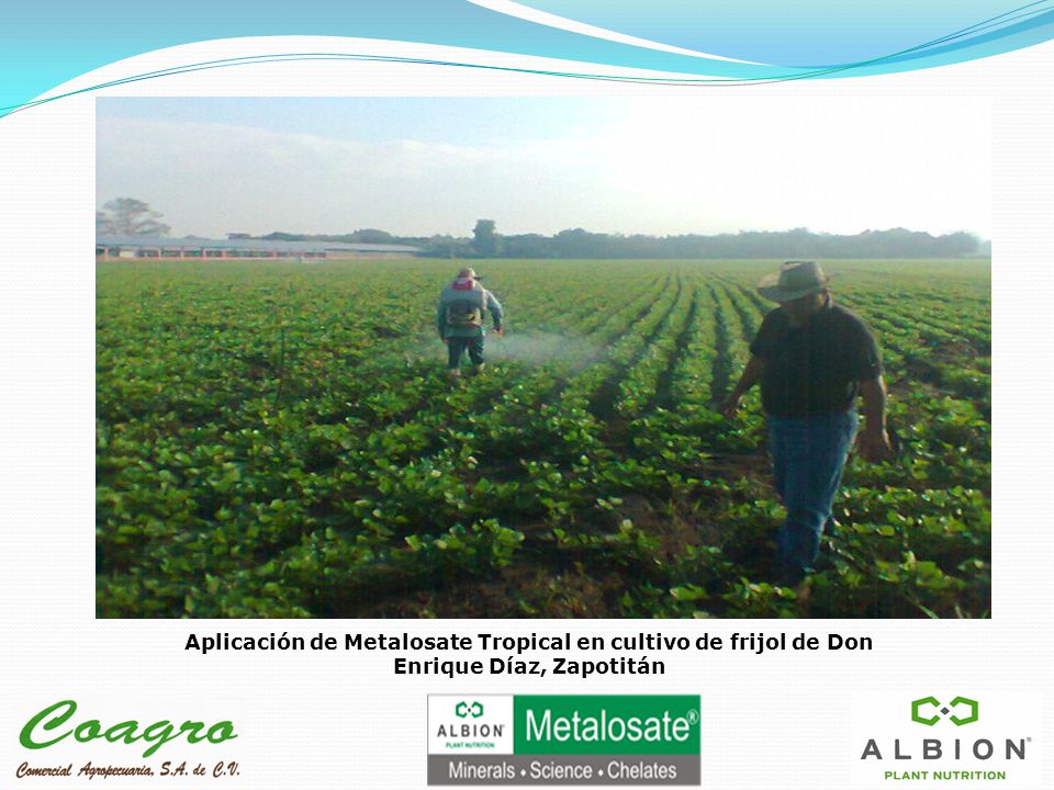 Aplicación de Metalosate Tropical en cultivo de frijol de Don Enrique Díaz, Zapotitán