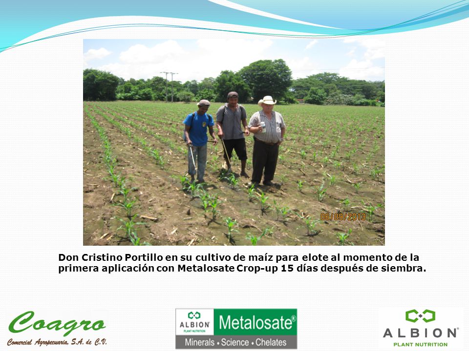 Don Cristino Portillo en su cultivo de maíz para elote al momento de la primera aplicación con Metalosate Crop-up 15 días después de siembra.