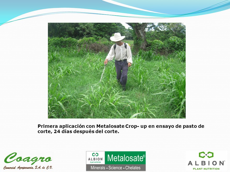 Primera aplicación con Metalosate Crop- up en ensayo de pasto de corte, 24 días después del corte.