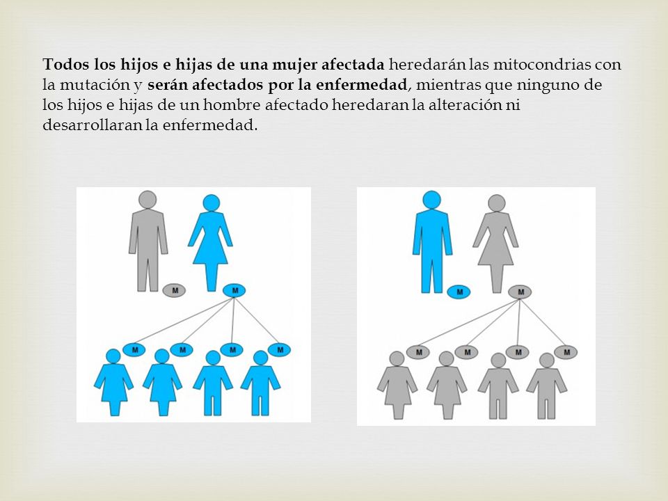 Todos los hijos e hijas de una mujer afectada heredarán las mitocondrias con la mutación y serán afectados por la enfermedad, mientras que ninguno de los hijos e hijas de un hombre afectado heredaran la alteración ni desarrollaran la enfermedad.