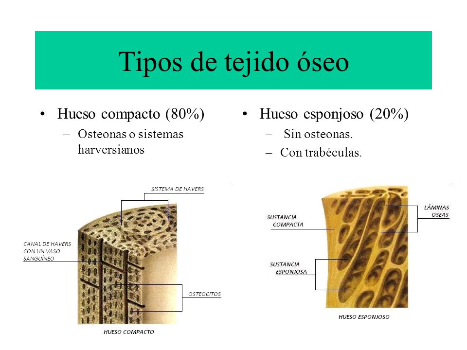 Tipos de tejido óseo Hueso compacto (80%) Hueso esponjoso (20%)