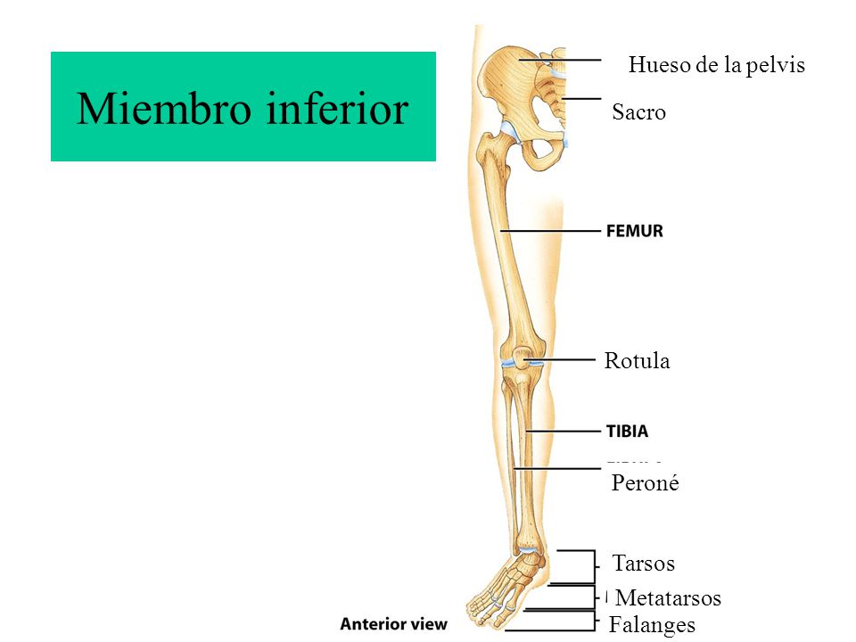 Miembro inferior Hueso de la pelvis Sacro Rotula Peroné Tarsos