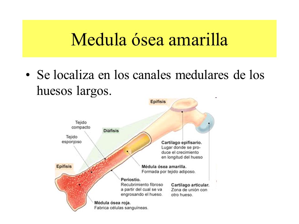 Medula ósea amarilla Se localiza en los canales medulares de los huesos largos.