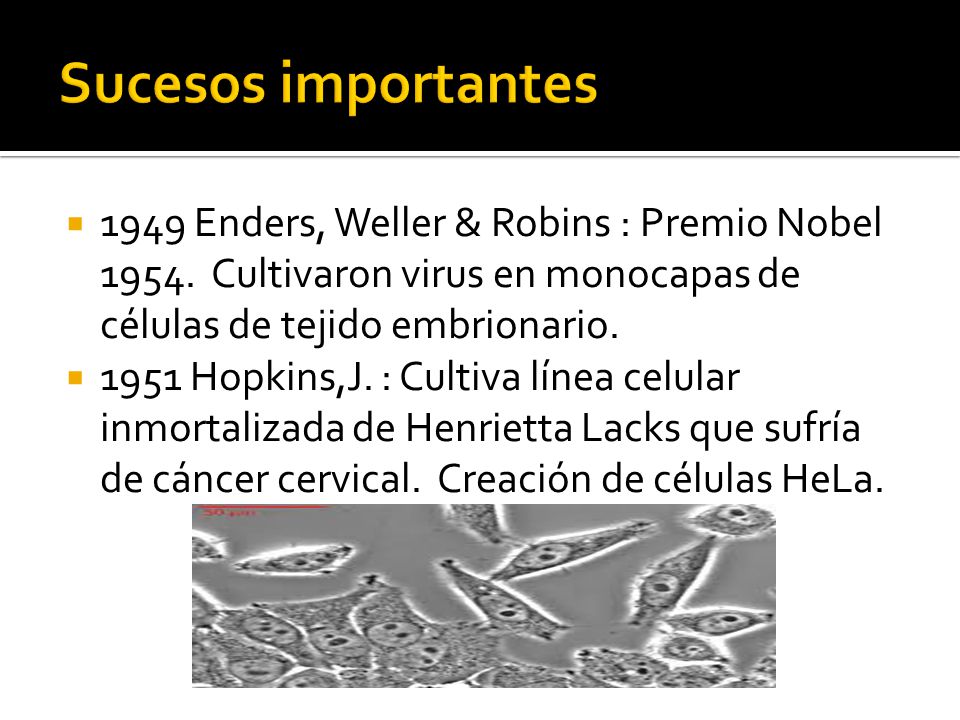 Sucesos importantes 1949 Enders, Weller & Robins : Premio Nobel Cultivaron virus en monocapas de células de tejido embrionario.
