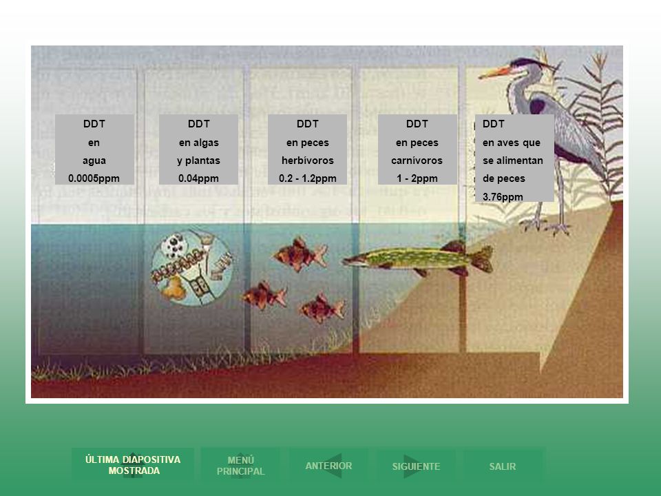 DDT en. agua ppm. DDT. en algas. y plantas. 0.04ppm. DDT. en peces. herbívoros ppm.