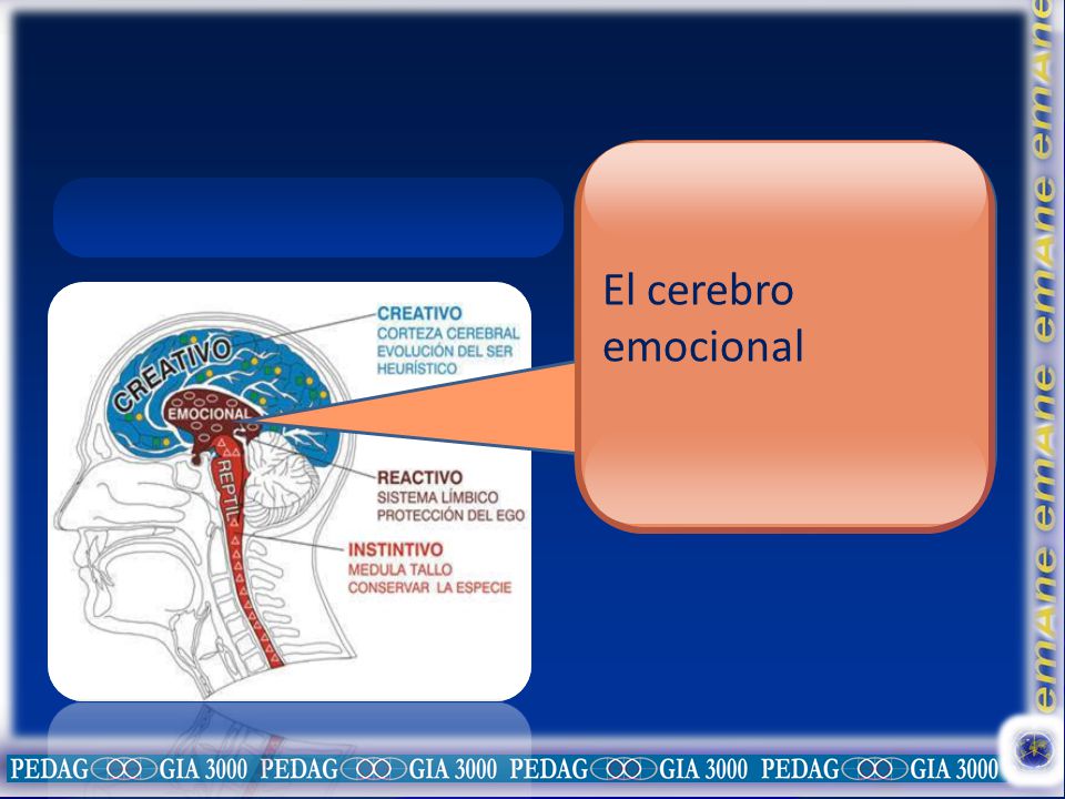 El cerebro emocional