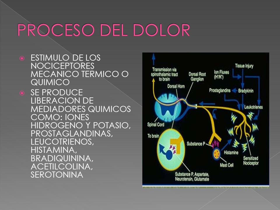 PROCESO DEL DOLOR ESTIMULO DE LOS NOCICEPTORES MECANICO TERMICO O QUIMICO.