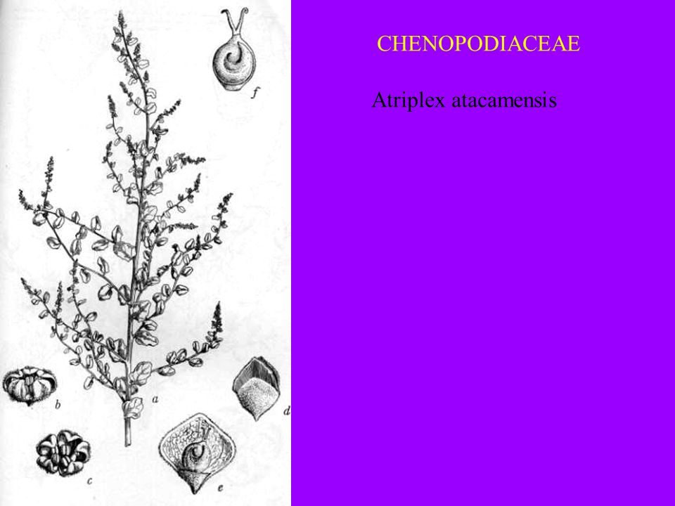 CHENOPODIACEAE Atriplex atacamensis