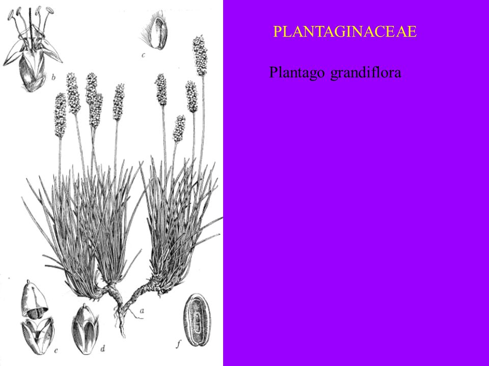 PLANTAGINACEAE Plantago grandiflora