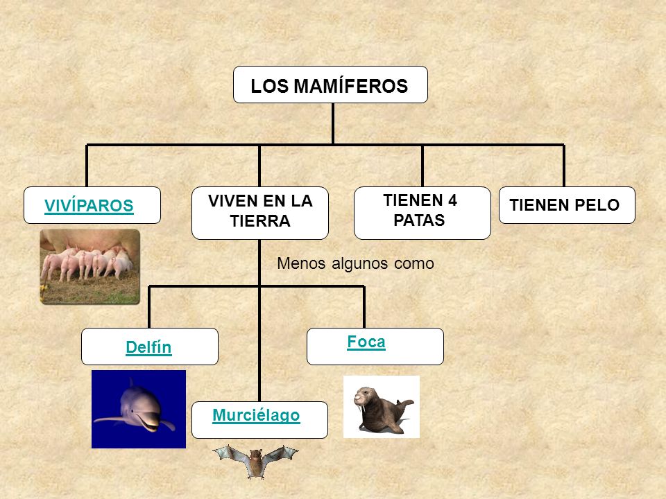 LOS MAMÍFEROS VIVEN EN LA TIERRA TIENEN 4 PATAS VIVÍPAROS TIENEN PELO