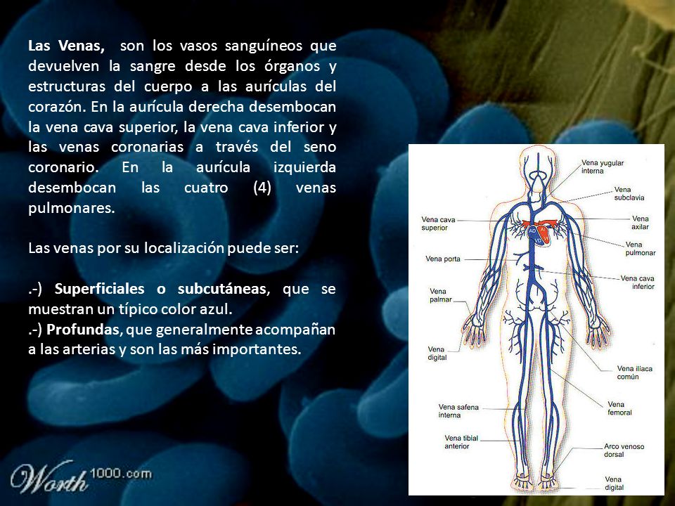 Las Venas, son los vasos sanguíneos que devuelven la sangre desde los órganos y estructuras del cuerpo a las aurículas del corazón. En la aurícula derecha desembocan la vena cava superior, la vena cava inferior y las venas coronarias a través del seno coronario. En la aurícula izquierda desembocan las cuatro (4) venas pulmonares.