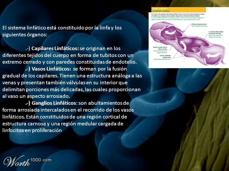 El sistema linfático está constituido por la linfa y los siguientes órganos: