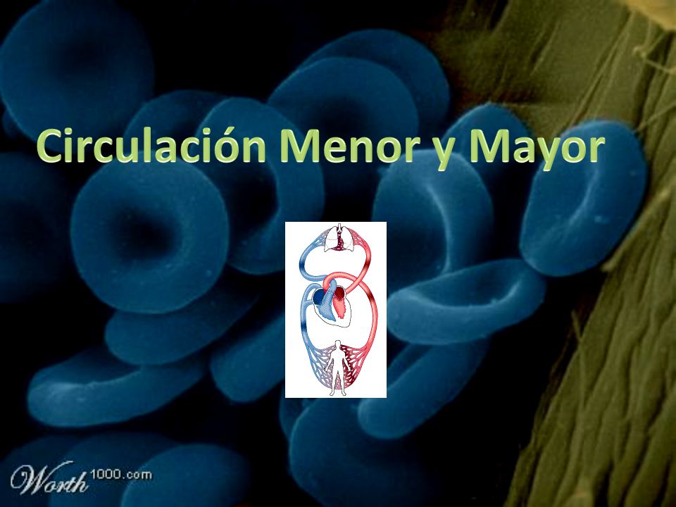 Circulación Menor y Mayor