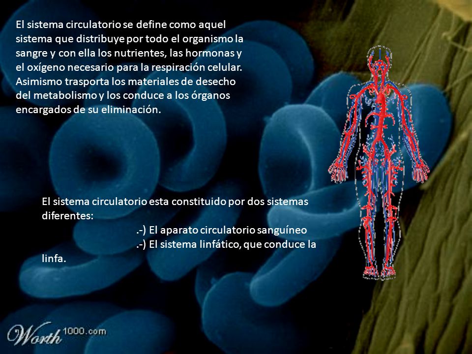 El sistema circulatorio se define como aquel sistema que distribuye por todo el organismo la sangre y con ella los nutrientes, las hormonas y el oxígeno necesario para la respiración celular. Asimismo trasporta los materiales de desecho del metabolismo y los conduce a los órganos encargados de su eliminación.