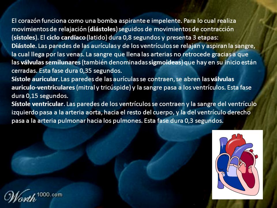 El corazón funciona como una bomba aspirante e impelente