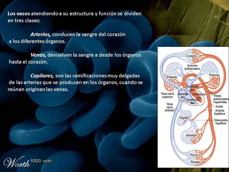 Los vasos atendiendo a su estructura y función se dividen en tres clases: