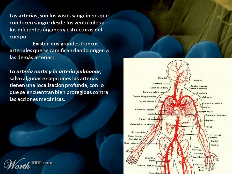 Las arterias, son los vasos sanguíneos que conducen sangre desde los ventrículos a los diferentes órganos y estructuras del cuerpo.