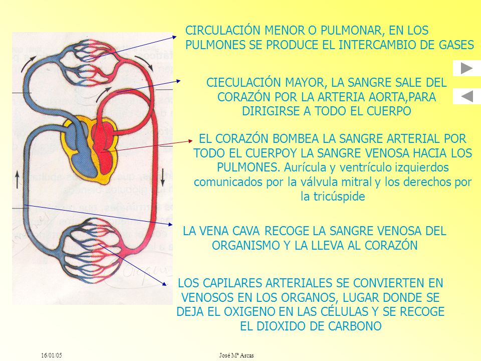 CIRCULACIÓN MENOR O PULMONAR, EN LOS PULMONES SE PRODUCE EL INTERCAMBIO DE GASES
