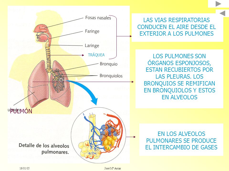 EN LOS ALVEOLOS PULMONARES SE PRODUCE EL INTERCAMBIO DE GASES