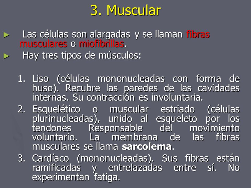 3. Muscular Las células son alargadas y se llaman fibras musculares o miofibrillas. Hay tres tipos de músculos: